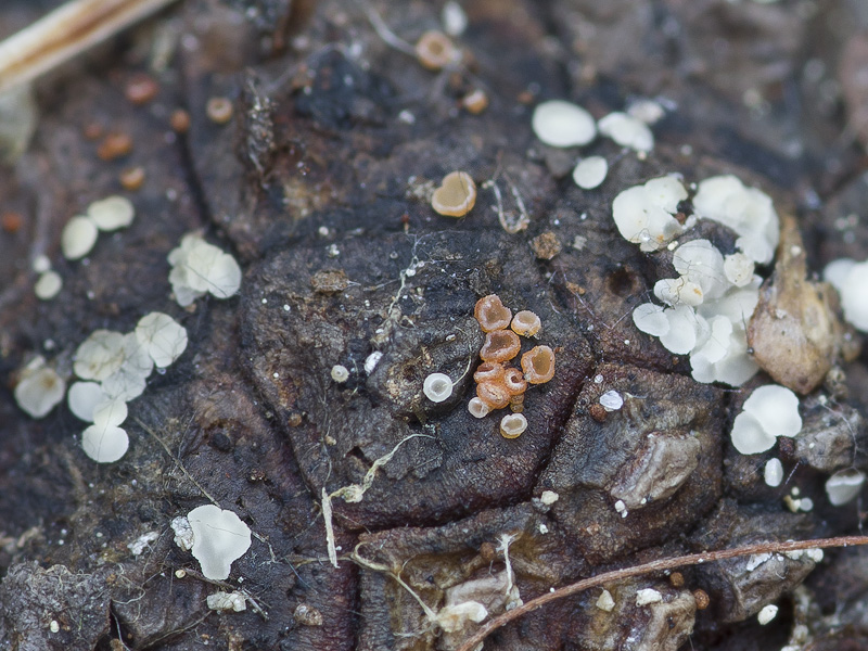 Calycina conorum